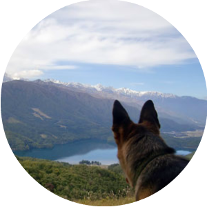 犬の働く意欲と　白馬エリアで働く山岳救助,犬のナナの紹介です。